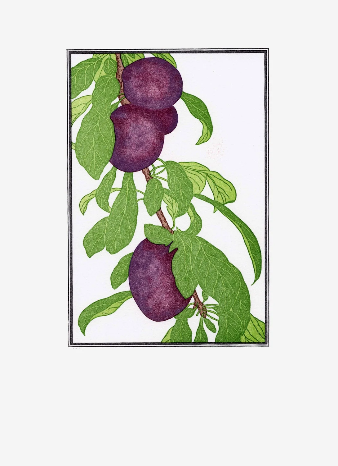 Fruit Prints — Patricia Curtan
